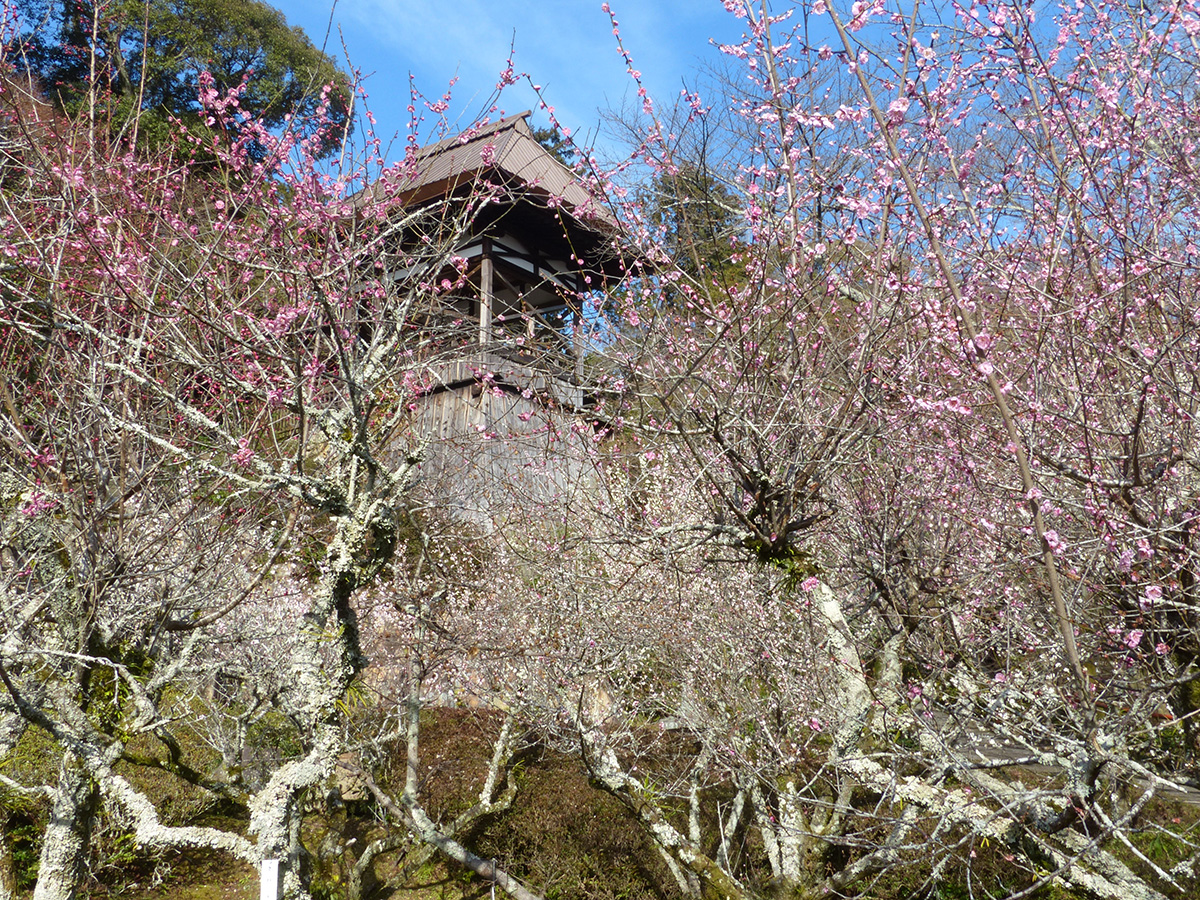 石山寺梅林