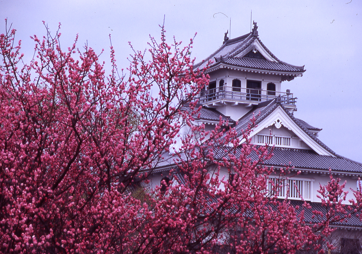 長浜城　豊公園　梅林